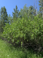 Salix lasiandra caudata