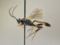 Ichneumon memorator