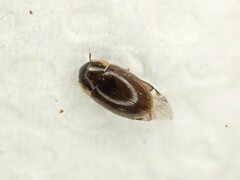 Enochrus