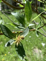 Salix lasiandra caudata
