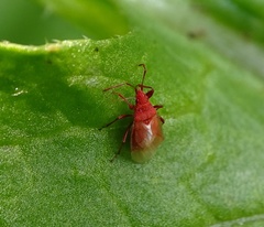 Oxycarenus lavaterae