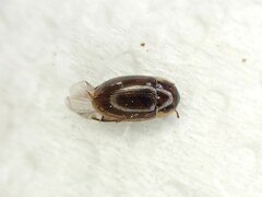 Enochrus