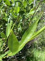 Salix lasiandra caudata