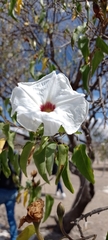 Ipomoea pauciflora