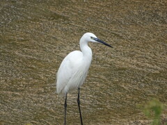 Egretta garzetta