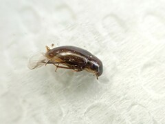 Enochrus