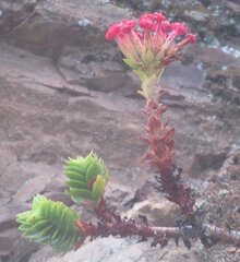 Crassula coccinea