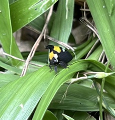 Enchophyllum quinquemaculatum