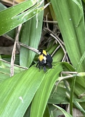 Enchophyllum quinquemaculatum
