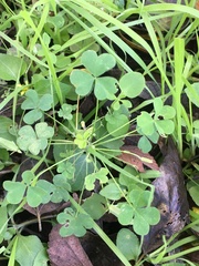 Oxalis corniculata