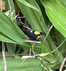 Enchophyllum quinquemaculatum