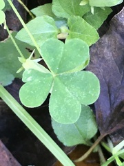 Oxalis corniculata