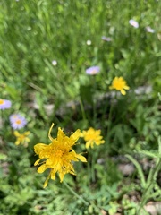 Agoseris glauca glauca