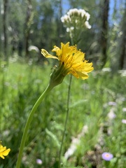Agoseris glauca glauca