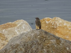 Phoenicurus ochruros