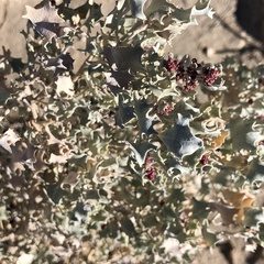 Atriplex hymenelytra