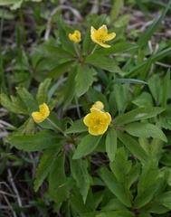 Anemonoides ranunculoides