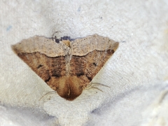 Crocallis tusciaria