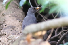 Turdus smithi