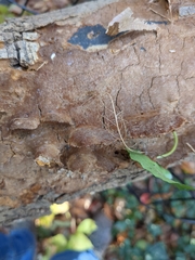 Fuscoporia gilva