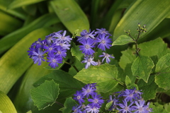 Pericallis × hybrida
