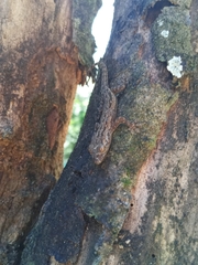 Hemidactylus frenatus