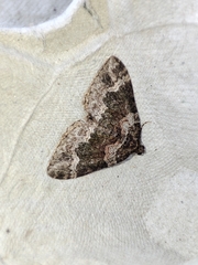 Catarhoe basochesiata