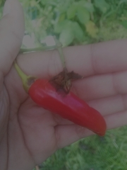 Capsicum annuum