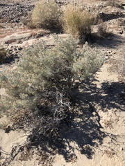 Atriplex hymenelytra
