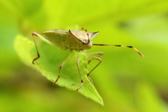 Plinachtus