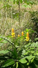 Senna reticulata