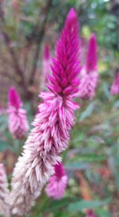 Celosia argentea image