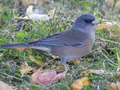 Junco hyemalis mearnsi