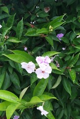 Brunfelsia