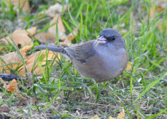 Junco hyemalis mearnsi