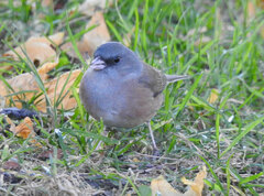 Junco hyemalis mearnsi