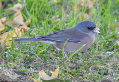 Junco hyemalis mearnsi