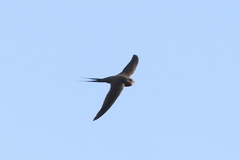 Cypsiurus parvus
