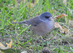 Junco hyemalis mearnsi