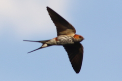 Cecropis abyssinica