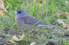 Junco hyemalis mearnsi