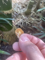 Suillus salmonicolor