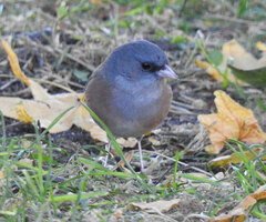Junco hyemalis mearnsi
