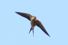 Cecropis cucullata