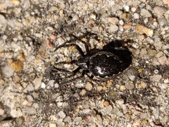 Nuctenea umbratica