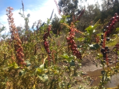 Phytolacca icosandra
