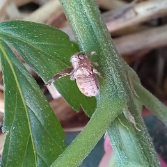 Danepteryx