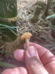 Suillus salmonicolor