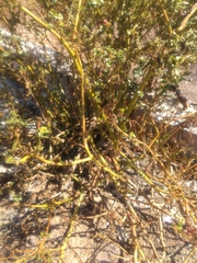 Phytolacca icosandra