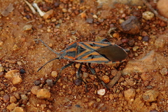 Spilostethus rivularis